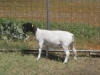 IMG 3783