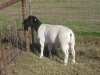 IMG 4783