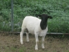 IMG 7549