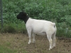 IMG 7574