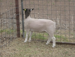 IMG 2628