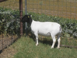 IMG 3529
