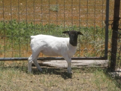IMG 3654