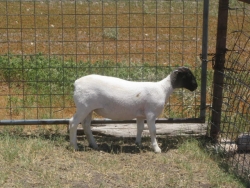 IMG 3678