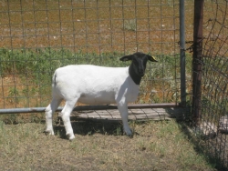 IMG 3751