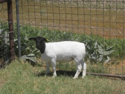 IMG 3756