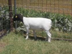 IMG 3758
