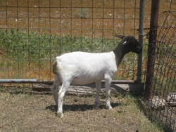 IMG 3987