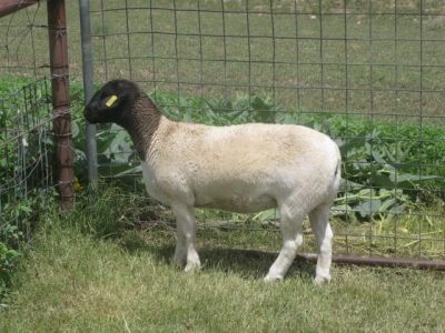 IMG 3173