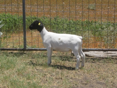 IMG 3648