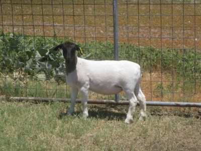 IMG 3734